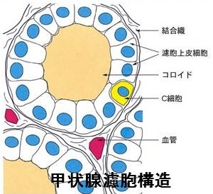 甲状腺C細胞12.jpg
